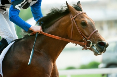 horse racing