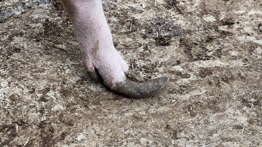 Overgrown pig hoof